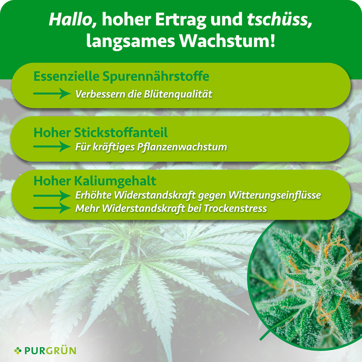 Essenzielle Spurennährstoffe verbessern die Blütenqualität, Stickstoff fördert kräftiges Pflanzenwachstum und Kalium erhöht die Widerstandskraft gegen Witterungseinflüsse und bei Trockenstress.