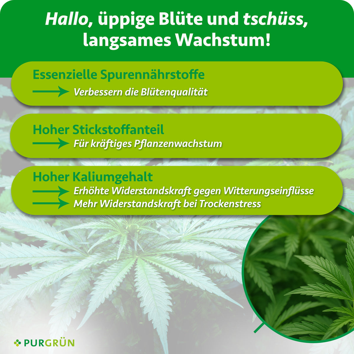 Infografik auf Blätterhintergrund mit einer Lupe auf grüne Blätter. Text: Hallo, üppige Blüte und tschüss, langsames Wachstum! Essenzielle Spurennährstoffe verbessern die Blütenqualität, ein hoher Stickstoffanteil sorgt für kräftiges Pflanzenwachstum, ein hoher Kaliumgehalt für mehr Widerstandskraft gegen Witterungseinflüsse und bei Trockenstress.