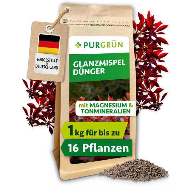 Purgrün Glanzmispel-Dünger im 1-kg-Beutel, umgeben von roten Glanzmispelzweigen und feinem Granulat.