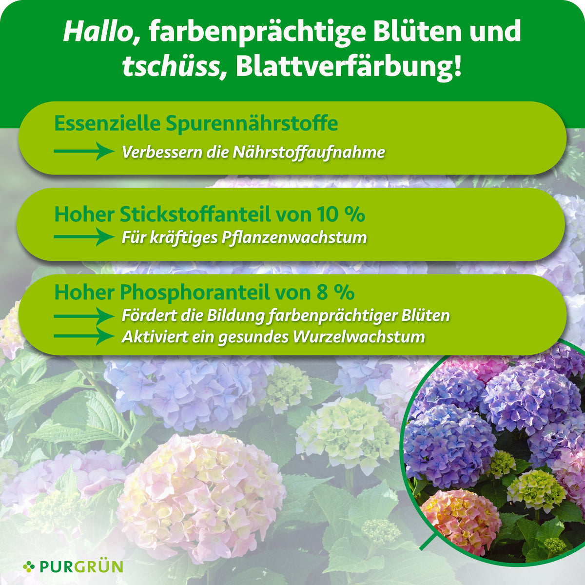 Eine grün-gelbe Infografik mit blühenden Hortensien gibt Tipps für farbenfrohe Blüten: Mikronährstoffe, 10% Stickstoff und 8% Phosphor mit dem Hortensiendünger 1 Liter von Purgrün. Das Purgrün-Logo befindet sich unten links.
