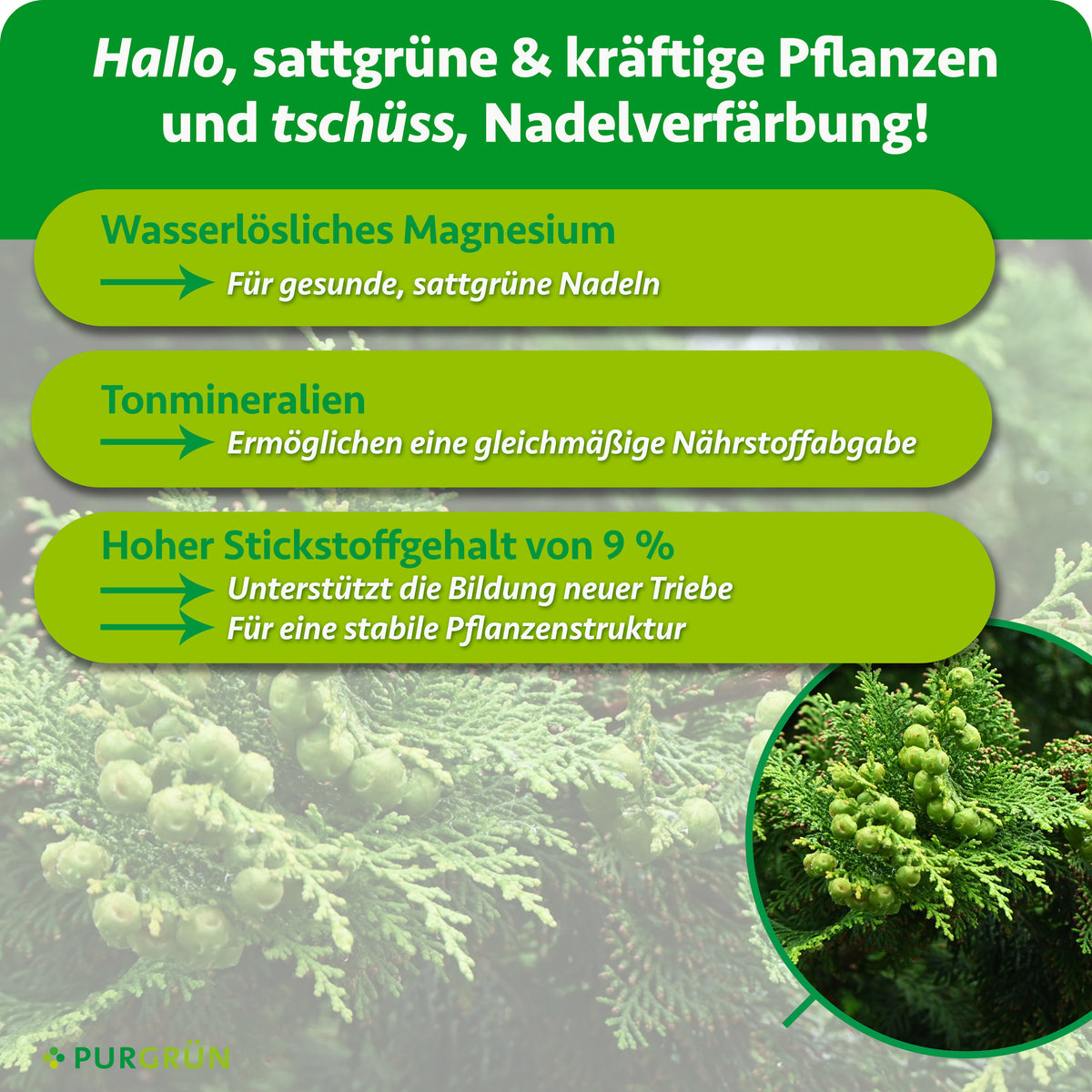 Wasserlösliches Magnesium fördert sattgrüne Nadeln, Tonmineralien eine gleichmäßige Nährstoffabgabe. 9 % Stickstoff unterstützen neue Triebe und eine stabile Pflanzenstruktur.