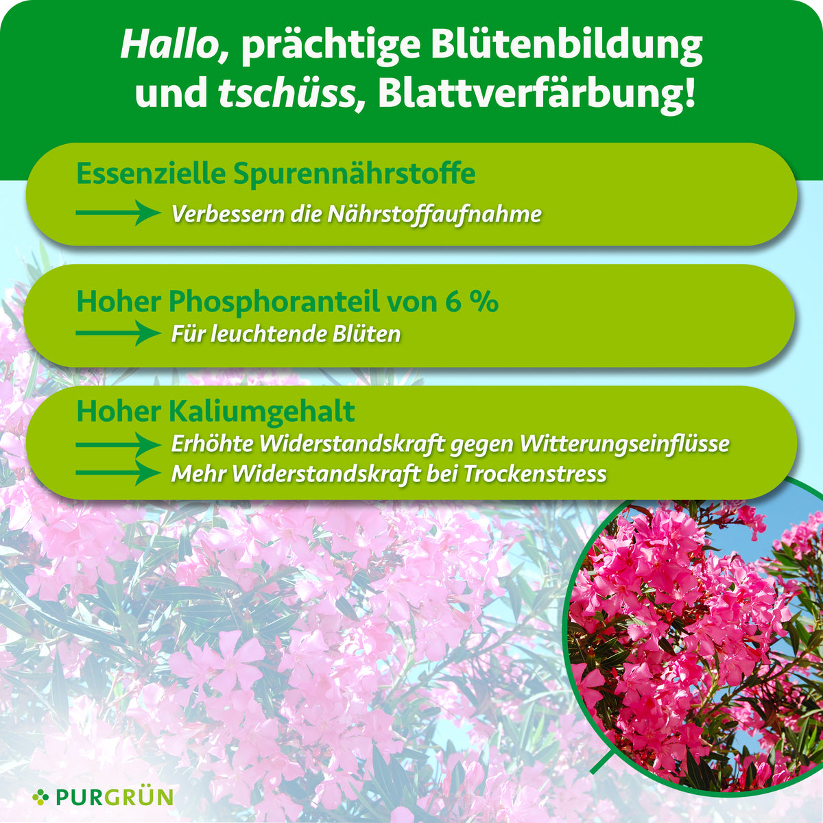 Infografik mit rosa blühenden Blüten zum Purgrün Oleander-Dünger 1 Liter mit grünen und gelben Textfeldern: wichtige Spurenelemente, 6 % Phosphor für kräftige Blüten und viel Kalium für Widerstandsfähigkeit und Trockenheitsschutz.
