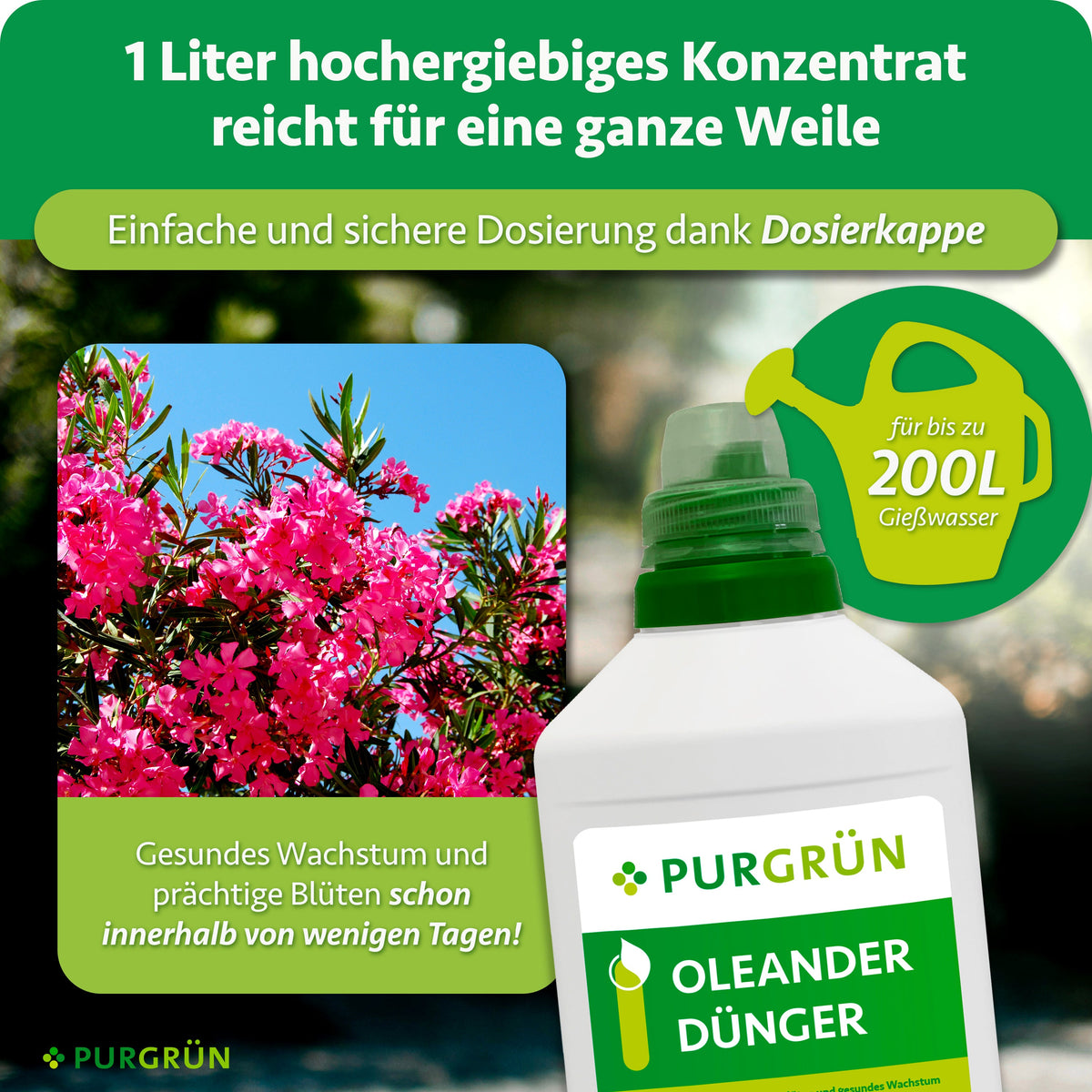Eine Flasche Purgrün Oleander-Dünger 1 Liter steht vor blühenden rosa Oleanderblüten. Der Text hebt die konzentrierte Formel, die einfache Dosierung, die optimale Pflege und bis zu 200 Liter Lösung für üppige Blüten hervor.