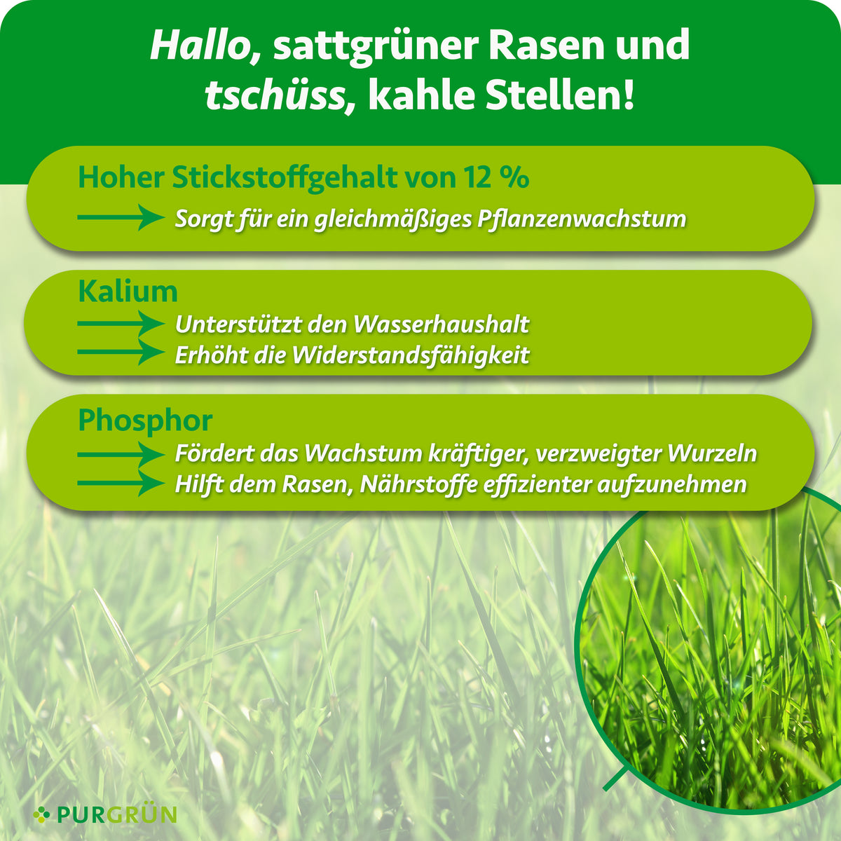12 % Stickstoff fördern gleichmäßiges Wachstum; Kalium unterstützt Wasserhaushalt und Widerstandsfähigkeit, Phosphor kräftige, verzweigte Wurzeln und die Nährstoffaufnahme.