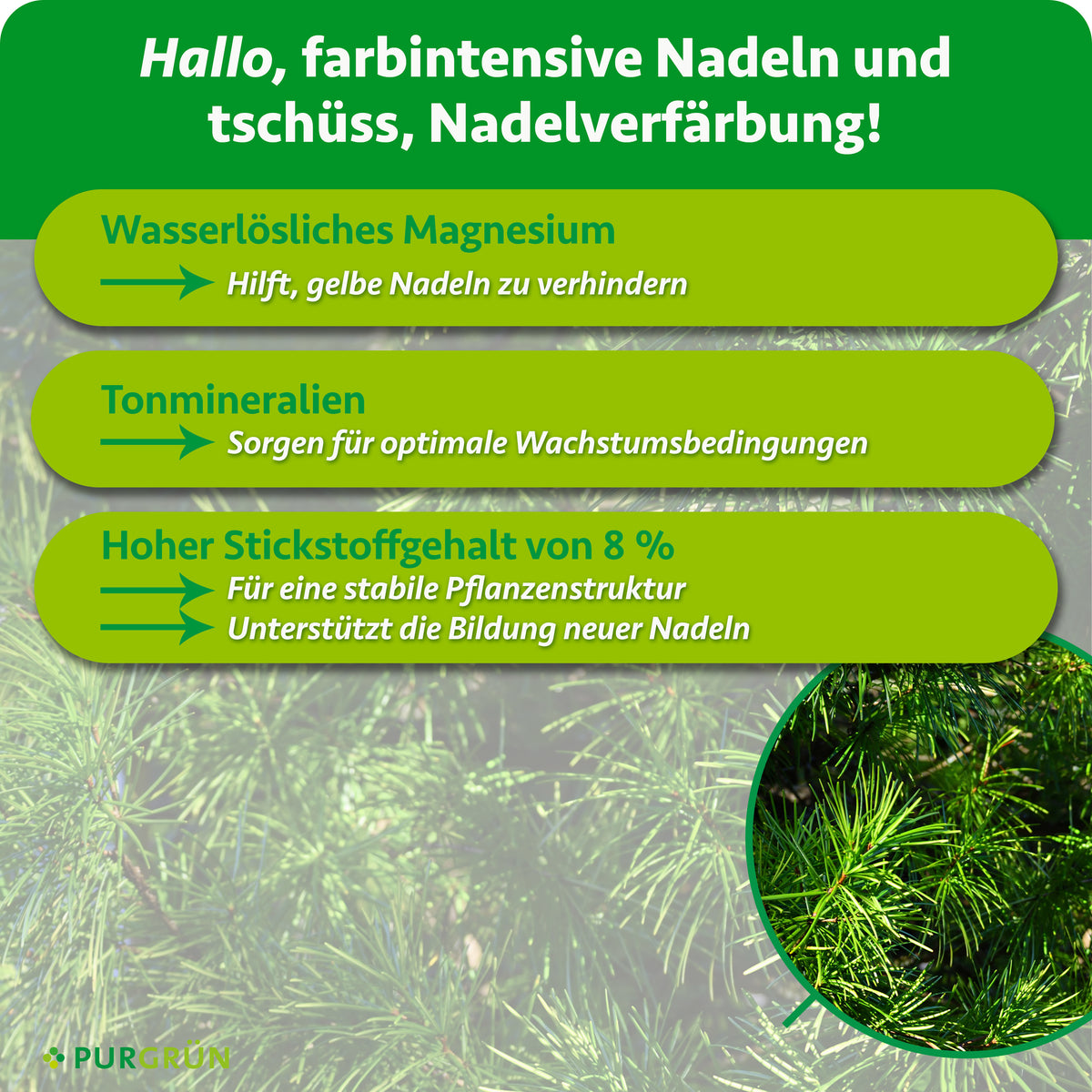 Wasserlösliches Magnesium hilft, gelbe Nadeln zu verhindern, Tonmineralien sorgen für optimale Wachstumsbedingungen. 8 % Stickstoff unterstützen eine stabile Pflanzenstruktur und die Bildung neuer Nadeln.
