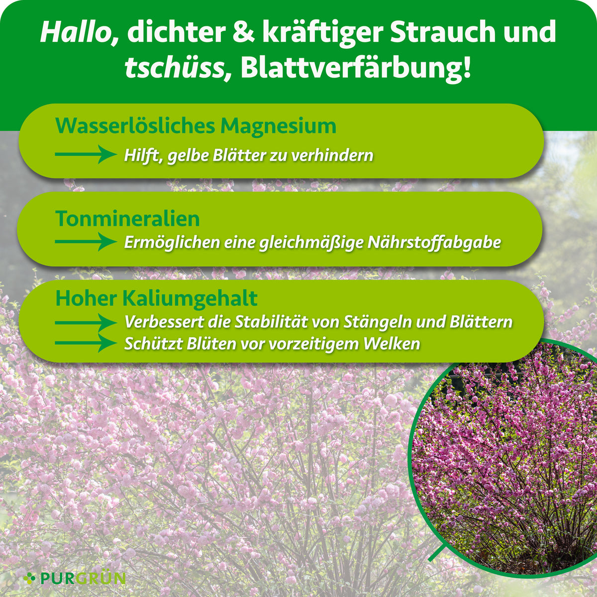 Wasserlösliches Magnesium hilft, gelbe Blätter zu verhindern, Tonmineralien ermöglichen eine gleichmäßige Nährstoffabgabe. Hoher Kaliumgehalt verbessert die Stabilität von Stängeln und Blättern und schützt Blüten vor vorzeitigem Welken.