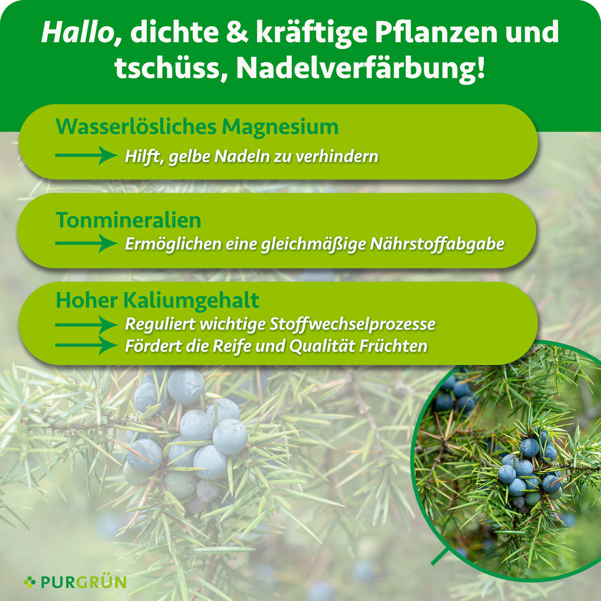 Wasserlösliches Magnesium hilft, gelbe Nadeln zu verhindern, Tonmineralien ermöglichen eine gleichmäßige Nährstoffabgabe und hoher Kaliumgehalt fördert Stoffwechselprozesse, Reife und Fruchtqualität.