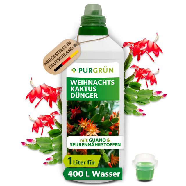 Purgrün Weihnachtskaktus-Dünger, 1 Liter, mit Dosierkappe vor rot blühenden Weihnachtskakteen; reicht für ca. 400 Liter Gießwasser.